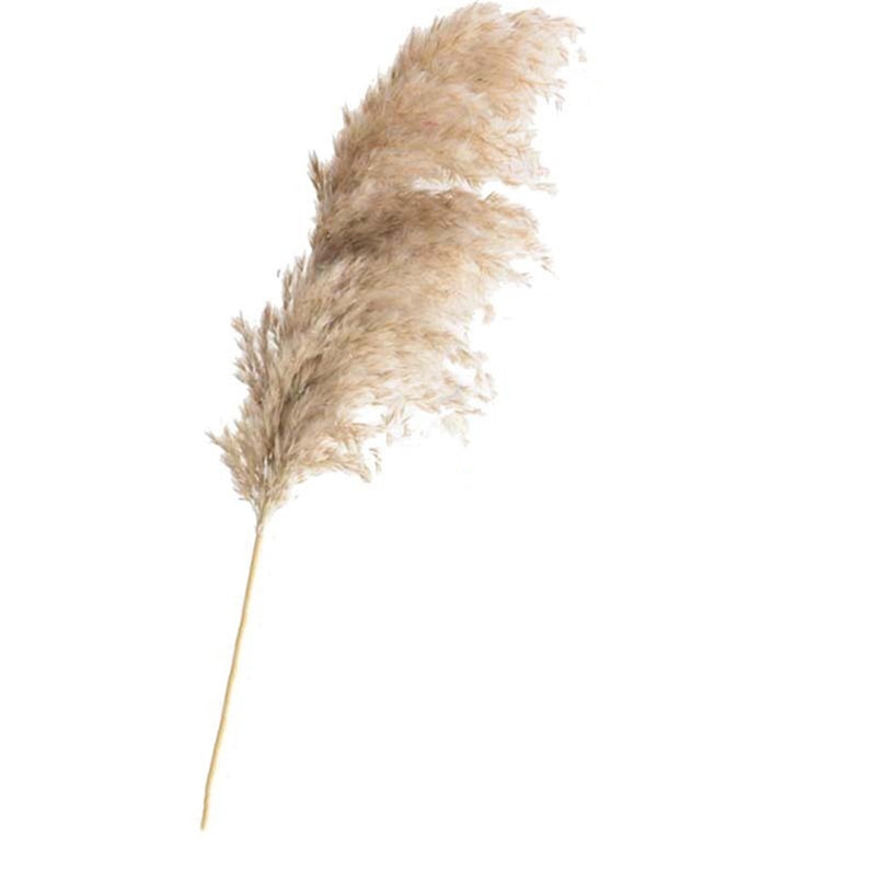 Dried Pampas Grass Decor Wedding Flower Bunch Natural Plants for Home Christmas Decorations Gift Dry Flower