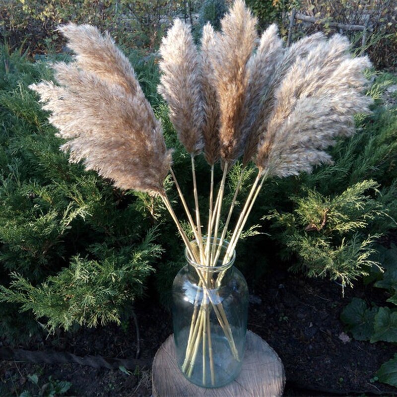 Pampas secas, decoración de hierba, ramo de flores de boda, plantas naturales para el hogar, decoraciones navideñas, regalo, flores secas