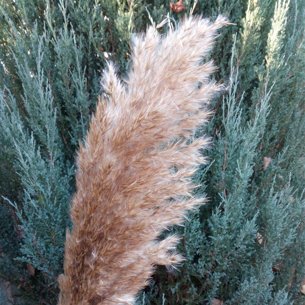 Pampas secas, decoración de hierba, ramo de flores de boda, plantas naturales para el hogar, decoraciones navideñas, regalo, flores secas